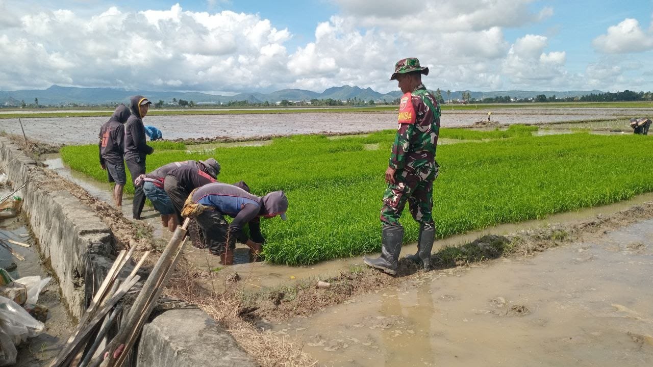 Optimalisasi Pertanian: Babinsa Kanyuara Dukung Program LTT di Sidrap