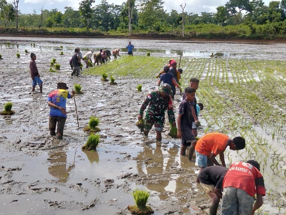 Babinsa Sumba Barat Ajak Warga Tanam Padi untuk Ketahanan Pangan